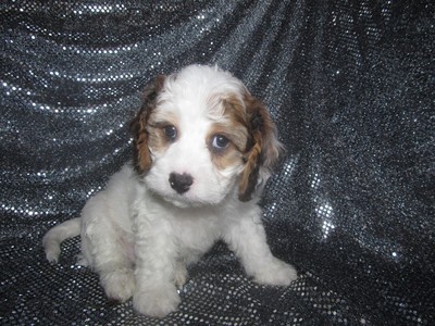Male cavachon Puppy for sale #30 Ready Christmas 2012|Easy find for Illinois, Wisconsin, and Minnesota